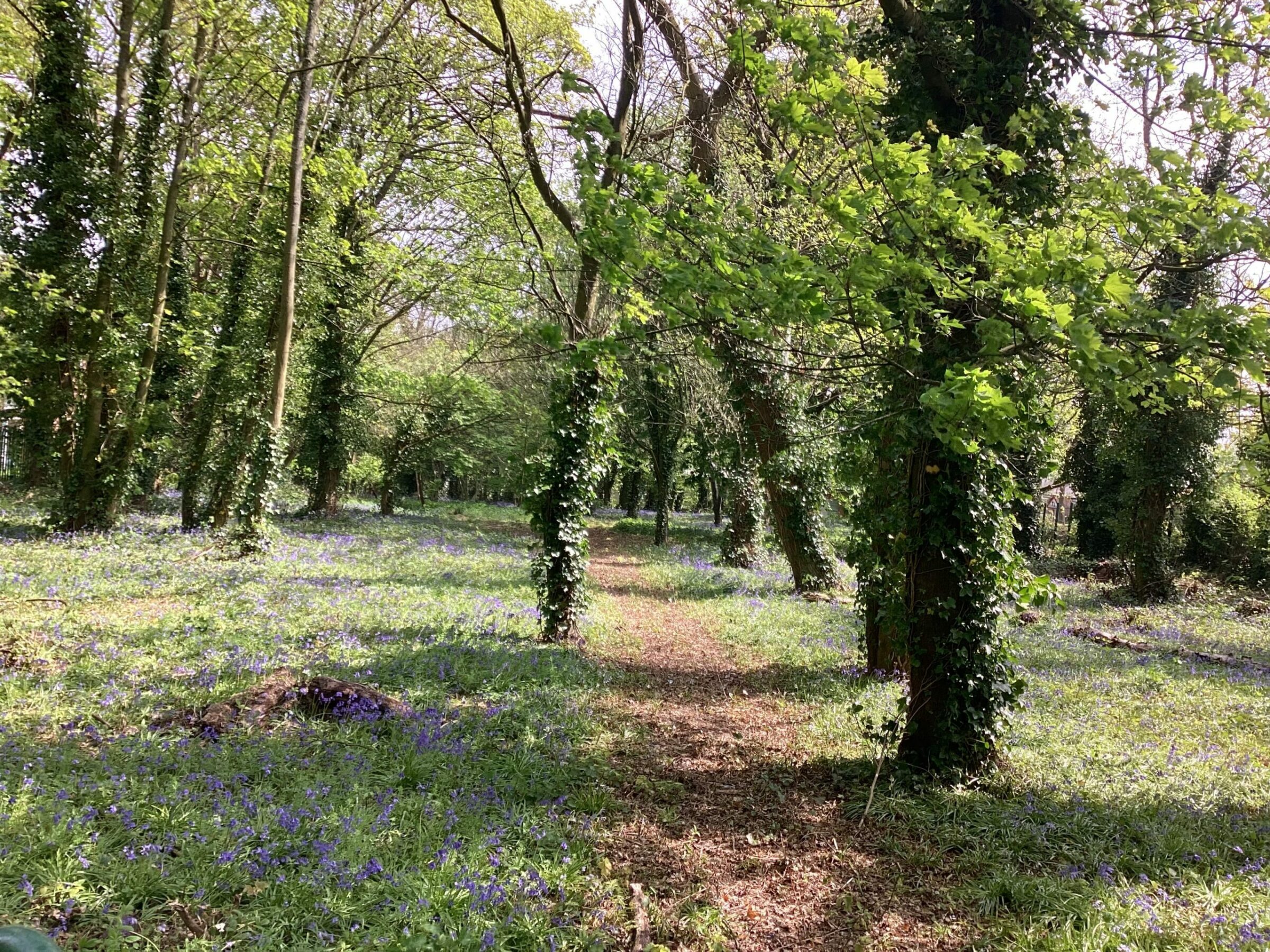 Cowley retains Eco Schools Green Flag Award! Cowley International